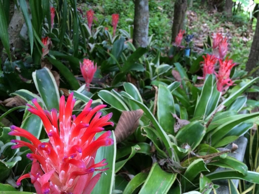 Phu Pha Nam Resort Danszaj Kültér fotó